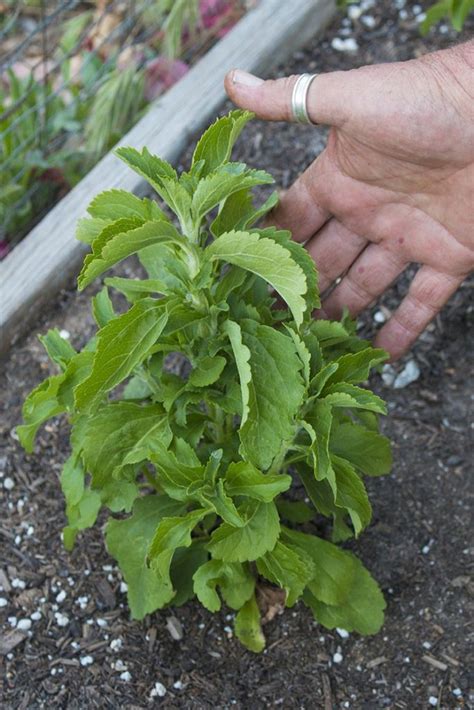 C Mo Plantar Y Cultivar Tu Propia Planta De Stevia Y C Mo Utilizarla