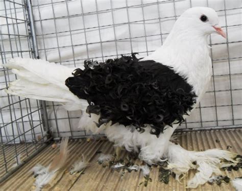 Frillback Pigeon Species | Pigeontype