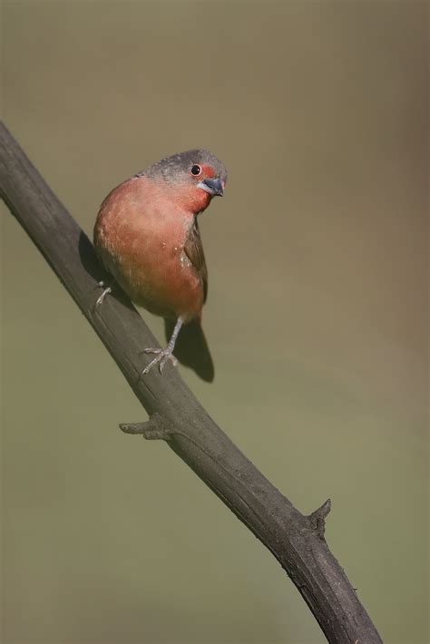 Bird Photography By The Flacks Firefinches