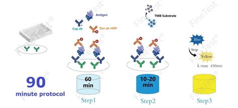 Quicktest Elisa Kits Finetest Elisa Kit Finetest Antibody Finetest®