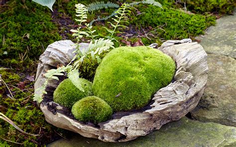 How To Make A Moss Rock Garden Garden Design Ideas