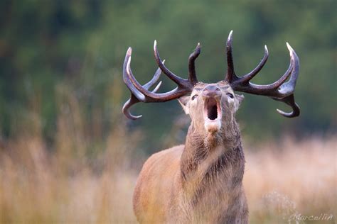 Le Brame Du Cerf