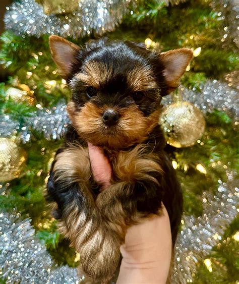 Yorkshire Terrier Puppies Yorkshire Terrier Puppies For Sale In