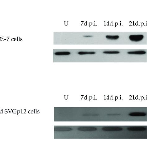 Wb Analysis Of The Vp1 Protein Expressed In Cy And Mad 1 Infected