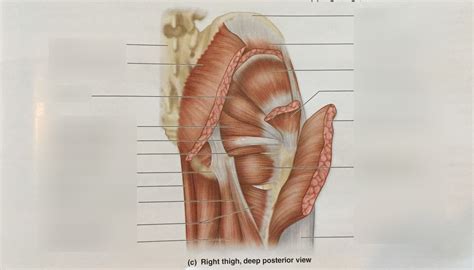 Muscles Hip And Thigh Deep Posterior View Diagram Quizlet