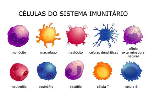 Imunossuprimidos Imunodeprimidos Ou Imunocomprometidos Invivo