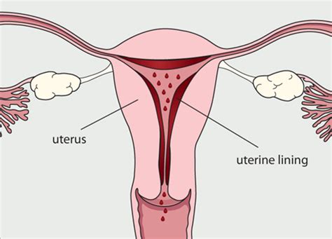 Menstruation Progravid Phase Diagram The Menstrual Cycle Ph