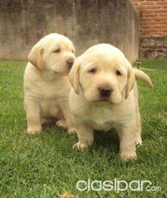 Hoy Es El Mejor Dia Para Llevarte Estos Hermosos Cachorros