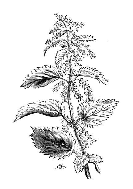 Stinging Nettle Illustrations Royalty Free Vector Graphics And Clip Art