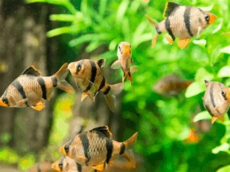 Danio: Care Guide & Species Profile | Fishkeeping World