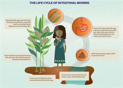 Soil Transmitted Helminths Deworm3