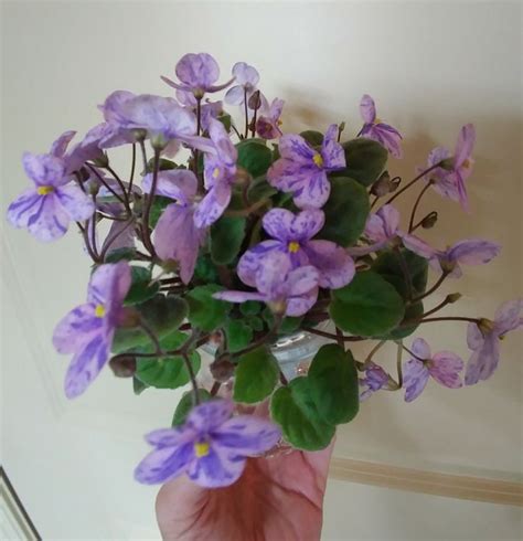 My Rob S Miriwinni Trailing Violet African Violets Indoor Gardens