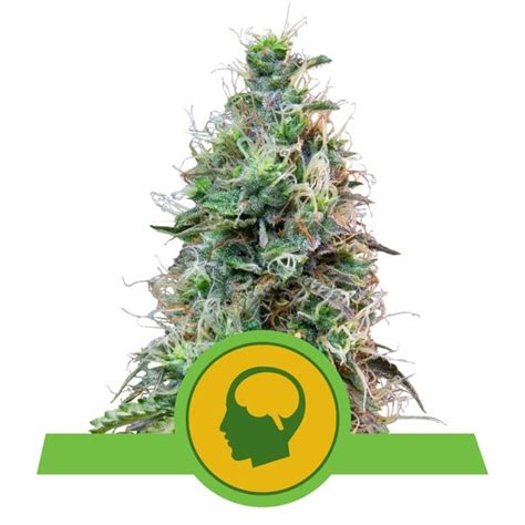 Buy Amnesia Haze Auto Feminized Seeds By Royal Queen Seeds In America