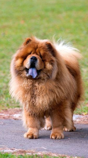 What Breed Of Dog Is Chow Chow