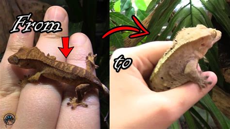 Just How Quickly Does A Baby Crested Gecko Grow Up And Just How Big