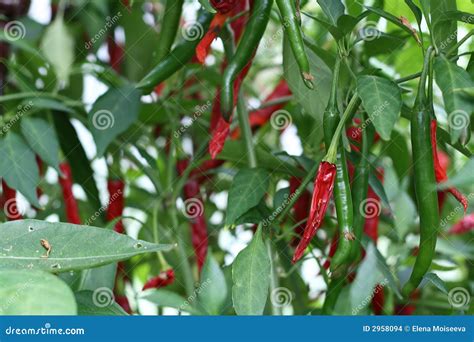 Small Red Hot Chilli Pepper Stock Photo Image 2958094
