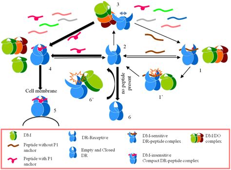 Frontiers Hla Do And Its Role In Mhc Class Ii Antigen Presentation