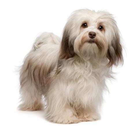 havanese-22-1.jpg - Havanese - Dog Breeds