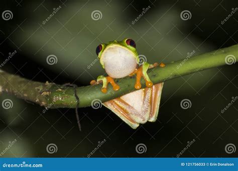 Red Eyed Tree Frog Close Up in Night Jungle Stock Image - Image of ...