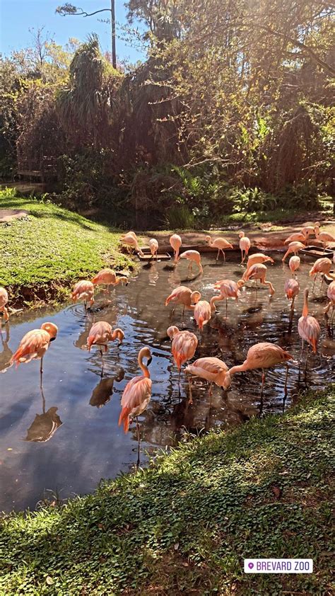 Flamingo Craft Pink Flamingos Key West Oddities Beautiful Birds