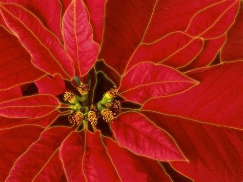 Poinsettia Wallpapers Wallpapersafari