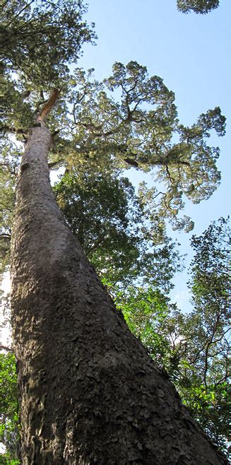 Afrocarpus Falcatus Outeniqua Yellowwood Small Leaved Yellowwood