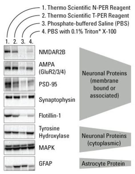 N Per™ Neuronal Protein Extraction Reagent