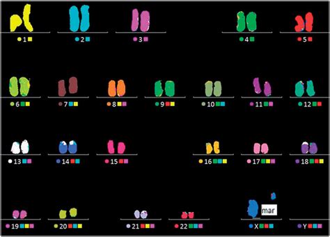 Multicolor FISH (M-FISH) analysis showing a marker chromosome is... | Download Scientific Diagram