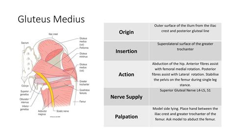 Hip Muscles Anatomy Orthofixar 2023 59 Off Rbkbm