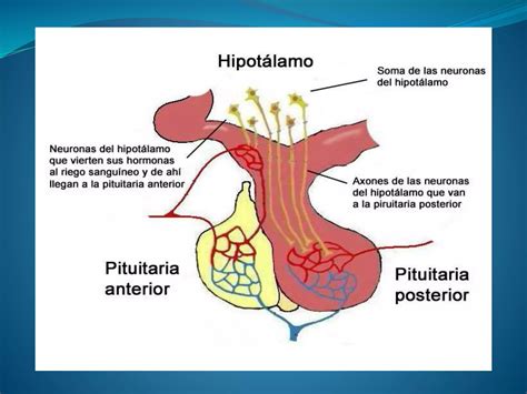 Eje Hipotalamo Hipofisis Ovario Ppt Descarga Gratuita