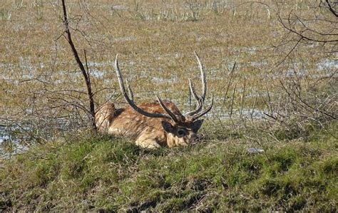 Spotted Deer Chital Male - Free photo on Pixabay - Pixabay