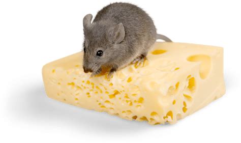 Mice Infestation Health Risks UK | Diamond Pest Control