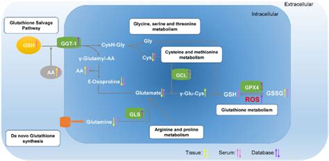 Graphical Representation Of Glutamyl Cycle The Compounds With