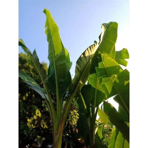 Daun Pisang Segar 1kg Shopee Malaysia