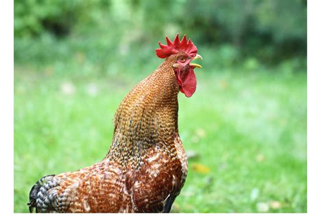 Complete Breed Facts A Leghorn Chicken Guide The Phat Hen