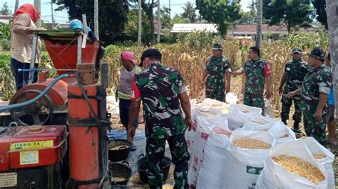 Wujud Ketahanan Pangan Kodim Banyuwangi Petik Hasil Panen Tanaman