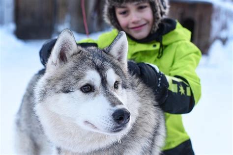 Lapland Husky Safari From Saariselk Provided By Easy Travel