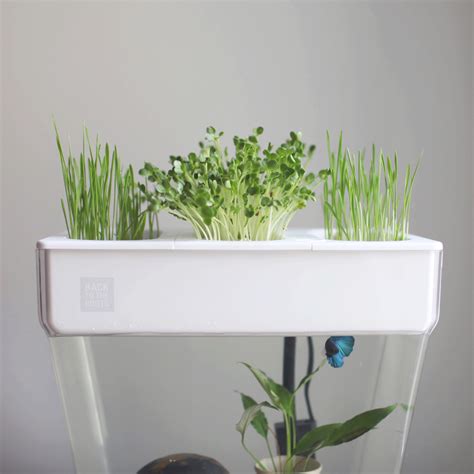 The Future of Food May Be In Your Fish Tank: Taking a Look at ...