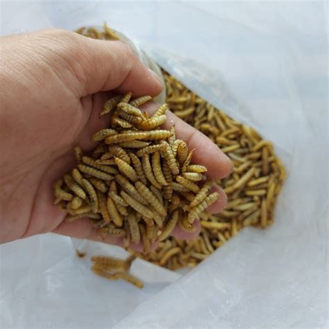 Jual Maggot Magot BSF Kering Oven Kemasan 500gr 0 5Kg Kota Depok