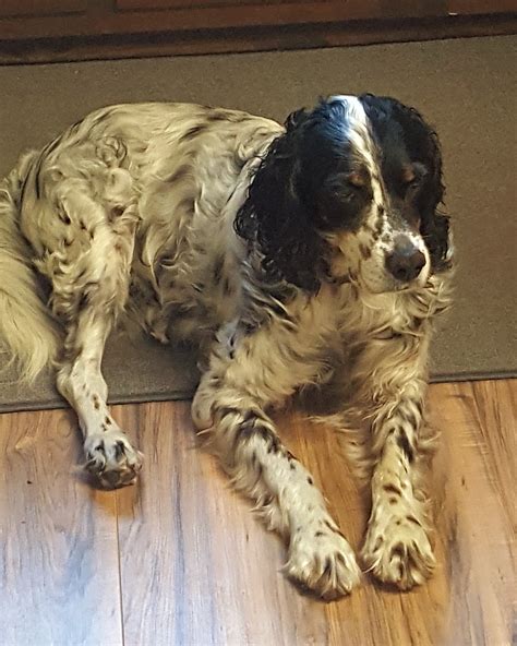 Star Ab F Years Above And Beyond English Setter Rescue