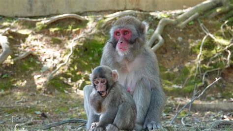 Japanese Macaque | MarkEisingBirding