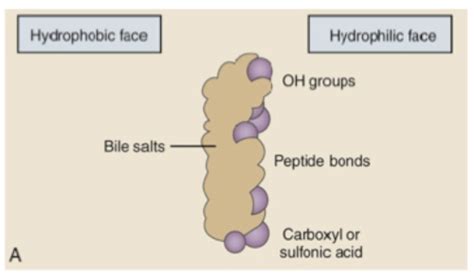 Lipid Digestionabsorption Flashcards Quizlet