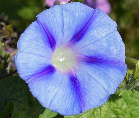 Morning Glory Caprice Seeds Ipomoea Purpurea