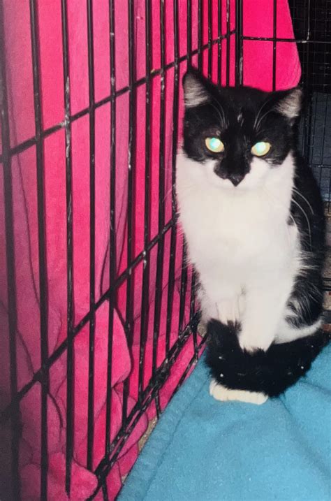 Hippie - Here is a Kiri update ️ this is the feral kitty that had the