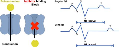 Solving The HERG Anti Target With Cryo EM Nano Imaging