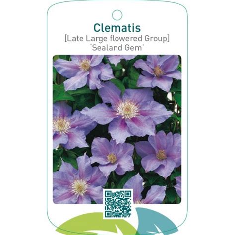 Etiquetas De Clematis Late Large Flowered Group Sealand Gem