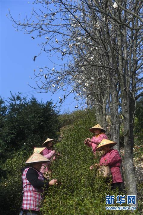 了不起的她——山乡村嫂成为致富能手中国扶贫在线国家扶贫门户