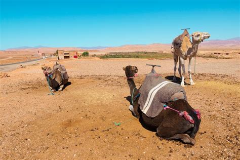 Ab Marrakesch Tagestour Zum Atlasgebirge Mit Kamelritt Getyourguide