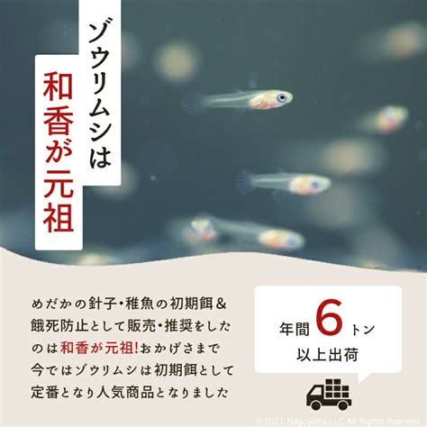 【楽天市場】ポイント10倍送料無料 ゾウリムシ専用餌 和香特製ゾウリムシ用培養粉餌 詳しい培養説明書＆マドラー付 微生物に最適のえさ めだか