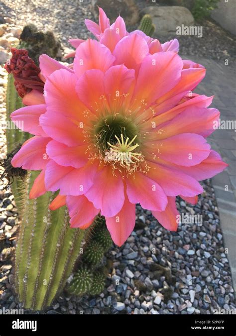 Fleur De Cactus Banque De Photographies Et Dimages à Haute Résolution Alamy